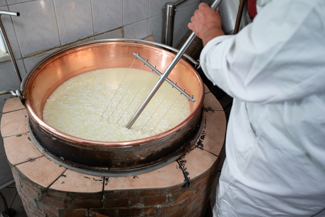 Artisan Cheese Maker Cutting Curd during Goat Cheese Making Procedure - stock photo